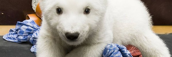Niedźwiedź, Słodkie Zwierzęta, Polarny, Mały