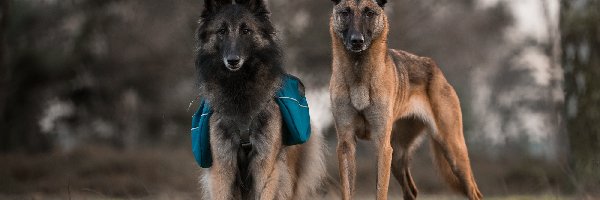 Psy, Owczarek belgijski Malinois, Owczarek belgijski Tervueren, Dwa