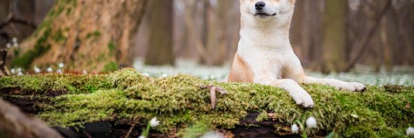 Pień, Omszały, Shiba inu