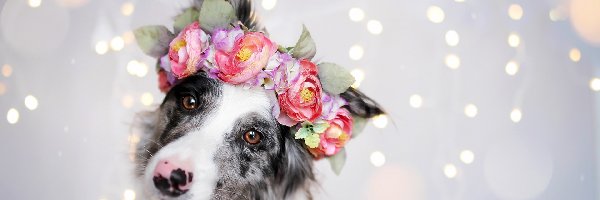 Wianek, Border collie