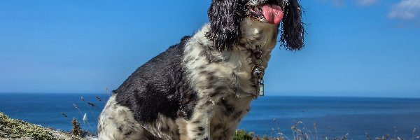 Springer spaniel angielski, Wybrzeże