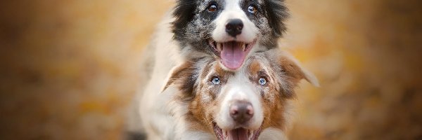 Owczarek australijski, Border collie, Psy