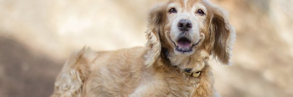 Pies, Szczeniak, Cocker spaniel angielski, Tło, Rozmyte