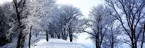 Park, Omrożone, Droga, Zima, Drzewa