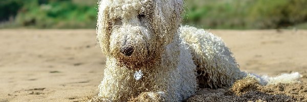 Pies, Piłeczka, Goldendoodle, Piasek, Plaża