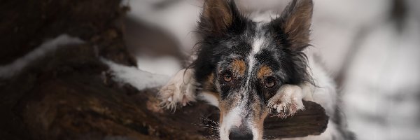 Gałąź, Drzewo, Border collie