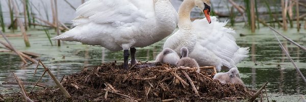 Łabędzi, Gniazdo, Młode, Para