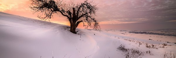 Zachód słońca, Drzewo, Wzgórze, Zima