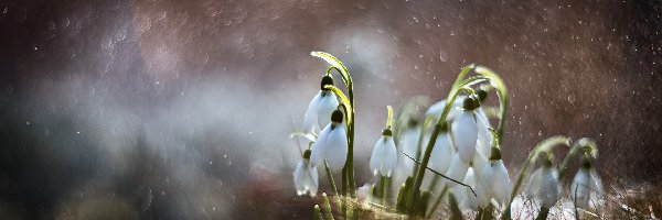 Rozmycie, Przebiśniegi