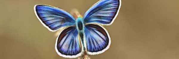 Fractalius, Niebieski, Motyl