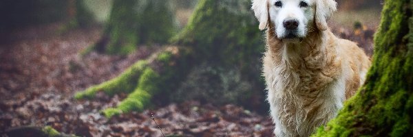 Pnie, Golden Retriever, Drzew, Las