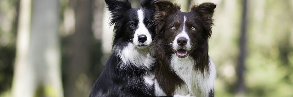 Psy, Las, Border collie, Dwa