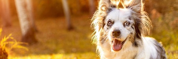 Polana, Border collie