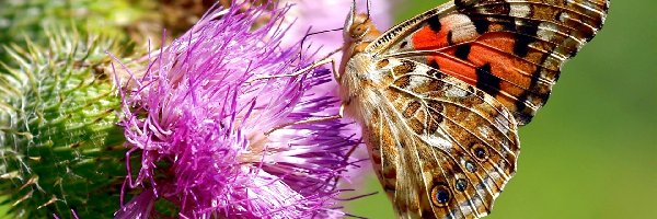 Kwiat, Motyl, Ostu, Osetnik, Rusałka