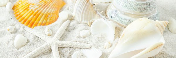 Muszelki, Piasek, Rozgwiazda, Plaża