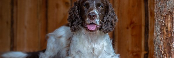 Springer spaniel angielski, Jęzor, Mordka, Pies