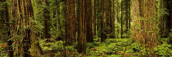 Sekwoje, Park Narodowy Redwood, Drzewa, Paprocie, Stan Kalifornia, Stany Zjednoczone
