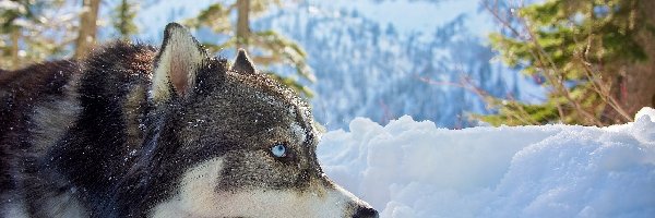 Zima, Śnieg, Góry, Siberian Husky