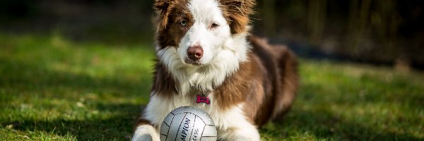 Border collie, Trawa, Piłka, Pies