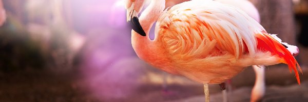 Flamingi, Dwa