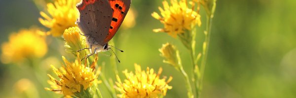 Motyl, Kwiaty, Owad, Czerwończyk