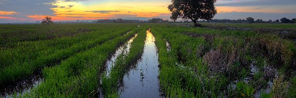 Bagno, Niebo, Drzewo, Słońca, Zachód