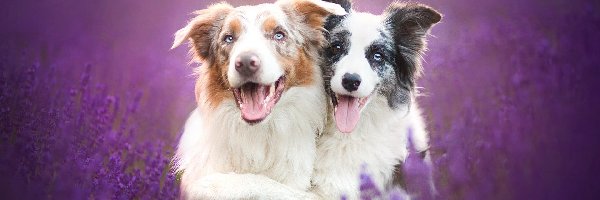 Lavenda, Border collie