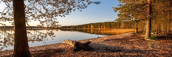 Jezioro, Lasy, Drzewa, Piasek, Brzeg