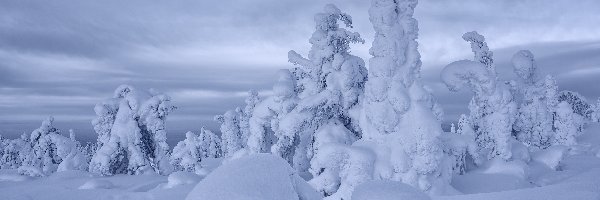 Ośnieżone, Zima, Drzewa, Wzgórza