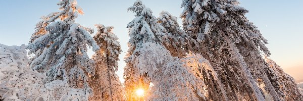 Zima, Ośnieżone, Las, Promienie słońca, Drzewa