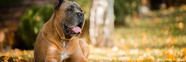 Perro de presa canario, Dog kanaryjski