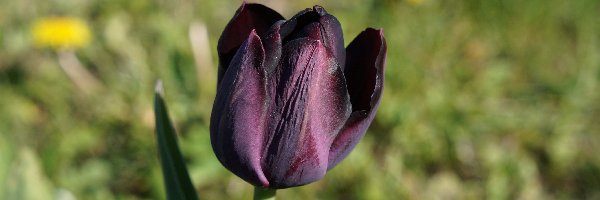 Tulipan, Wiosenny, Kwiat