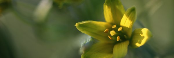 Wiosna, Kwiat, Złoć Żółta