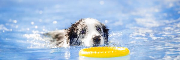 Border collie, Basen, Pływak, Sport, Ringo