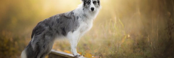 Tory, Pies, Border collie