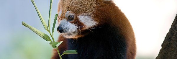 Drzewo, Pandka ruda, Gałązka, Panda