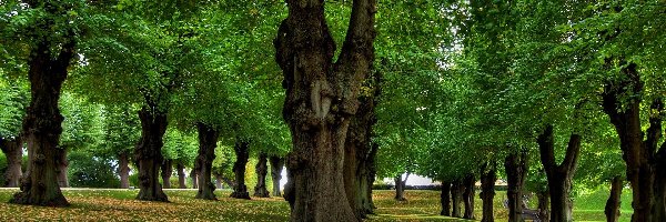 Liście, Park