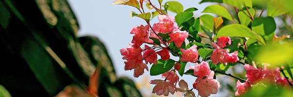 Begonia, Różowa, Gałązka
