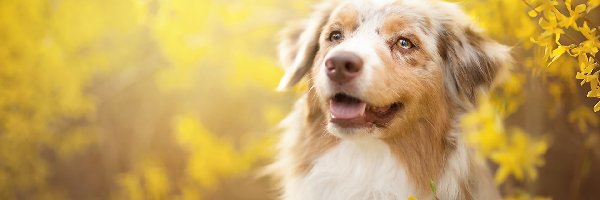 Forsycja, Australian shepherd, Owczarek australijski