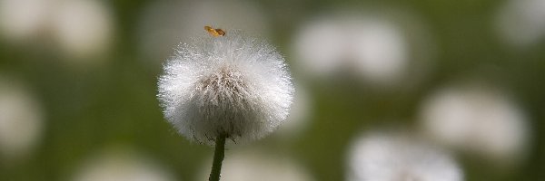 Rozmyte tło, Dmuchawiec, Podbiał pospolity