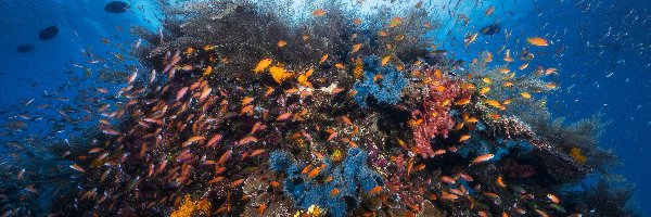 Głębiny, Ryby, Rafa koralowa, Kanał Mozambicki