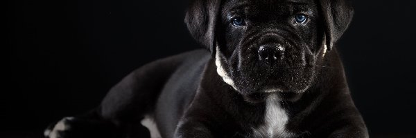 Leżący, Cane corso, Szczeniak, Pies