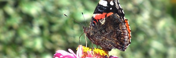 Rusałka admirał, Cynia, Kwiat, Motyl