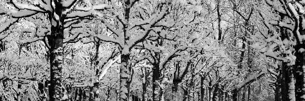 Zima, Śnieg, Droga, Park, Drzewa
