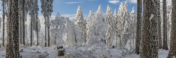 Szczyt Erbeskopf, Nadrenia-Palatynat, Drzewa, Szron, Pasmo Hunsrück, Zima, Las, Niemcy