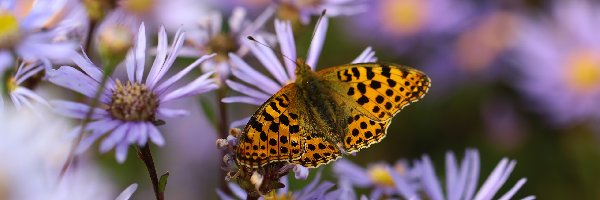 Motyl, Astry, Owad, Perłowiec Malinowiec