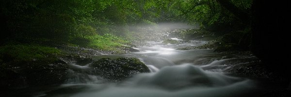 Kamień, Rzeczka, Las