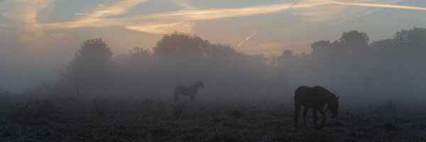 Konie, Drzewa, Łąka, Mgła