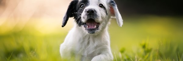 Cocker spaniel angielski, Tło, Rozmyte, Szczeniak