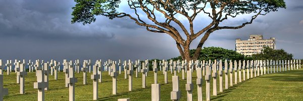 Cmentarz, Drzewo, Krzyże
